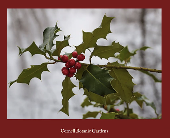 An image from Savannah Ballweg’s presentation representing just one species of holly.